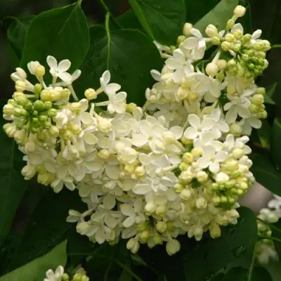 Сирень ПРИМРОУЗ в Солигорске