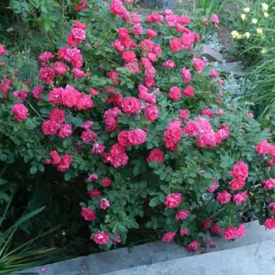 Роза ДЖОРДЖ ВАНКУВЕР флорибунда в Солигорске