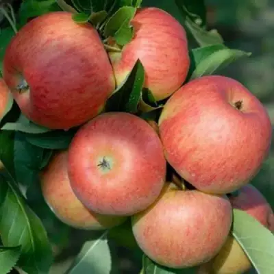 Яблоня ТОПАЗ в Солигорске