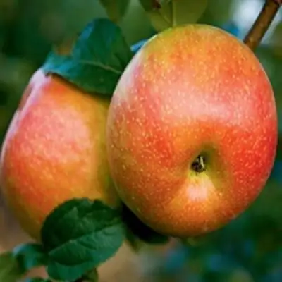 Яблоня ПЕРСИКОВАЯ в Солигорске