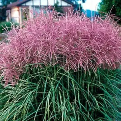 Мискантус МАЛЕПАРТУС китайский  в Солигорске