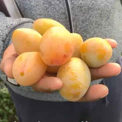 Слива ЯХОНТОВАЯ в Солигорске