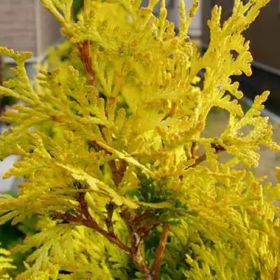 Туя ЕВРОПА ГОЛД западная в Солигорске