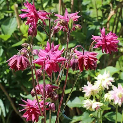 Аквилегия БАРЛОУ БОРДО обыкновенная в Солигорске