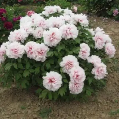 Пион ПЕРСИК ПОД СНЕГОМ древовидный в Солигорске