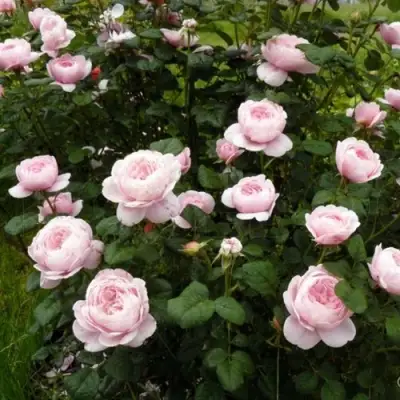 Роза КУИН ОФ СУИДЕН (КОРОЛЕВА ШВЕЦИИ) английская в Солигорске