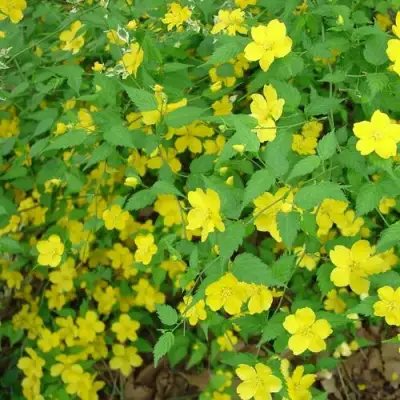 Керрия японская ГОЛДЕН ГИНЕЯ в Солигорске