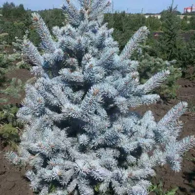 Ель МИСТИ БЛЮ голубая в Солигорске