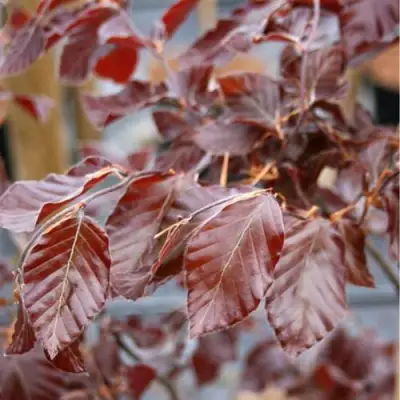 Бук лесной АТРОПУНИЦЕА в Солигорске