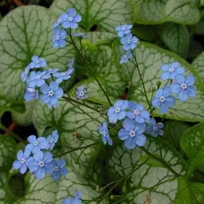 Бруннера ДЖЭК ФРОСТ в Солигорске