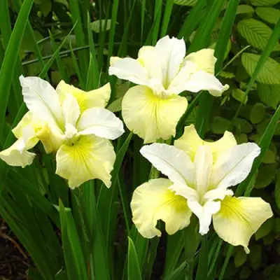 Ирис ЙЕЛЛОУ ТЕЙЛ сибирский в Солигорске