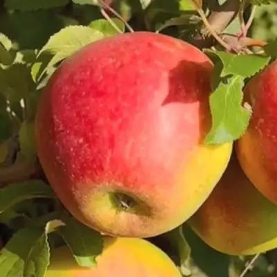 Яблоня САКАВИТА в Солигорске