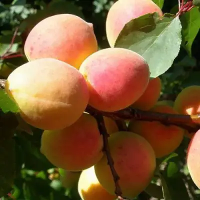 Абрикос СЮРПРИЗ в Солигорске