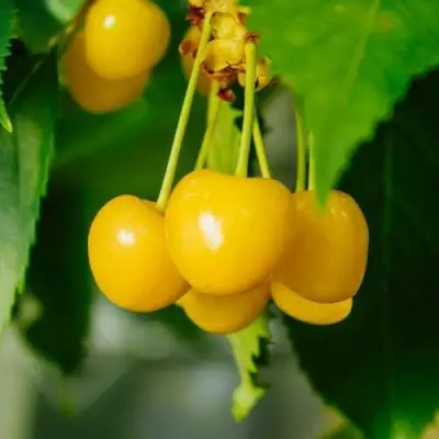 саженцы черешни Подснежник