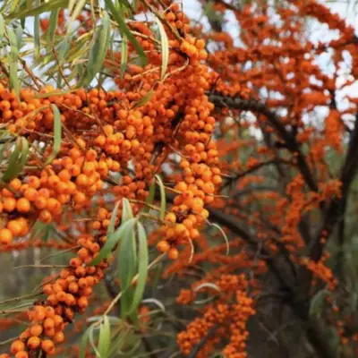 Облепиха СЕРАФИМА в Солигорске