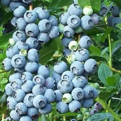 Голубика НОРТЛАНД в Солигорске