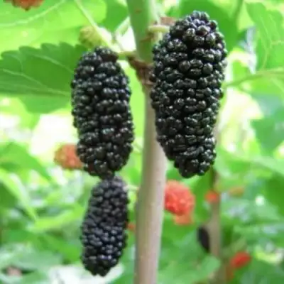 Шелковица ГАЛИЦИЯ в Солигорске