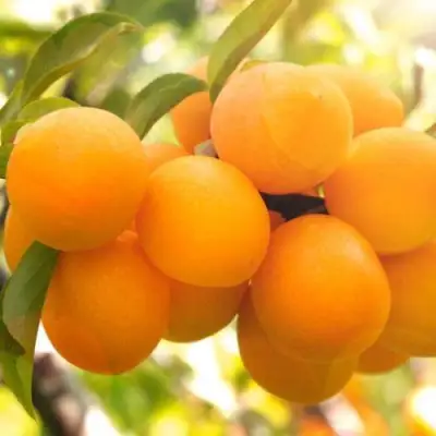 Слива МАРА в Солигорске