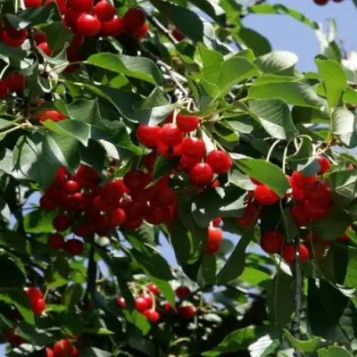 Вишня БРУСНИЦЫНА степная в Солигорске