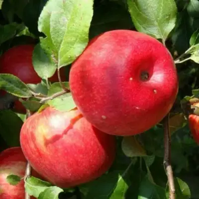 Яблоня ВАЛЕРИЯ в Солигорске