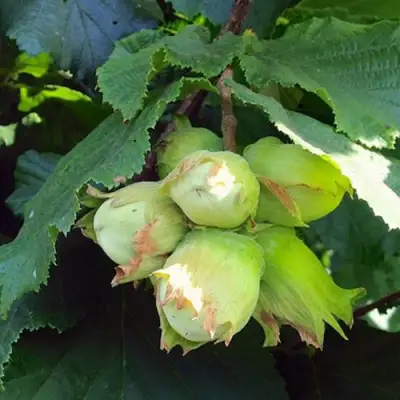 Фундук ТАМБОВСКИЙ РАННИЙ в Солигорске