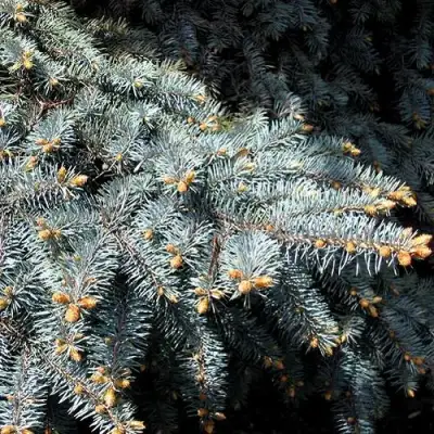 Ель НАНА сизая в Солигорске