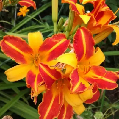 Лилейник ФРАНС ХАЛС в Солигорске