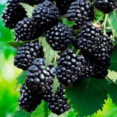 Ежевика ЛОХТЕЙ бесшипная в Солигорске