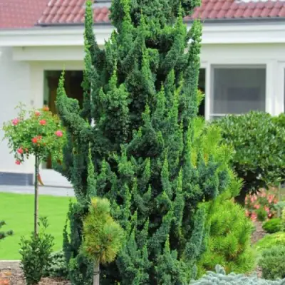 Кипарисовик ВИСЕЛЛИ лавсона в Солигорске