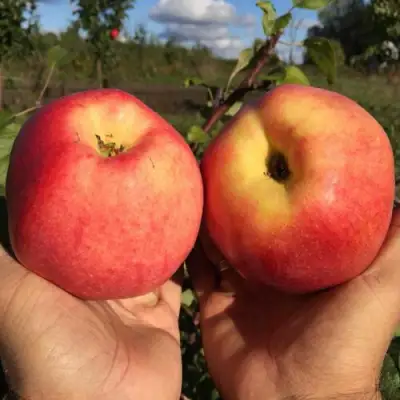 Яблоня КОВРОВОЕ стелющаяся в Солигорске