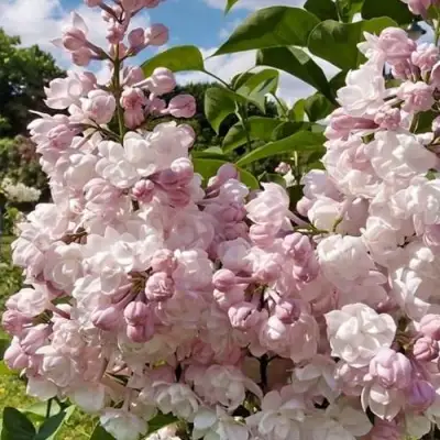 Сирень КРАСАВИЦА МОСКВЫ в Солигорске