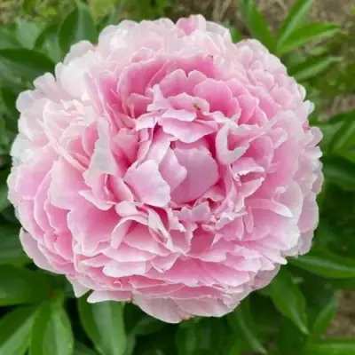 Пион КАТРИН ФОНТЕЙН травянистый в Солигорске