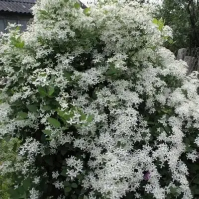 Клематис МАНЬЧЖУРСКИЙ в Солигорске