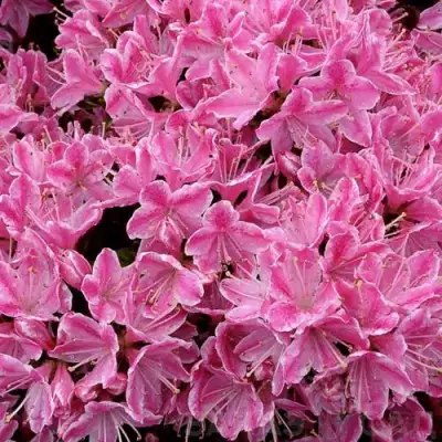 Азалия КЕРМЕСИНА РОУЗ японская в Солигорске