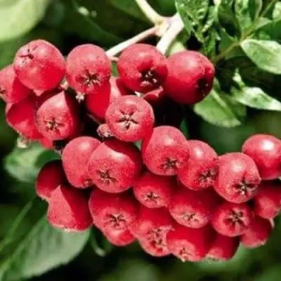 Рябина МОРАВСКАЯ сладкоплодная в Солигорске