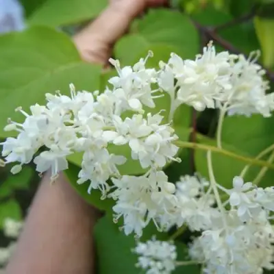 Сирень АМУРСКАЯ в Солигорске