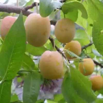 Слива УТРО в Солигорске