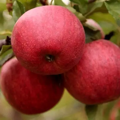 Яблоня ГАЛА ШНИГА в Солигорске