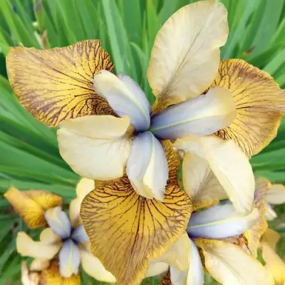 Ирис ФЛАЙИНГ ФИДДЛЗ сибирский в Солигорске