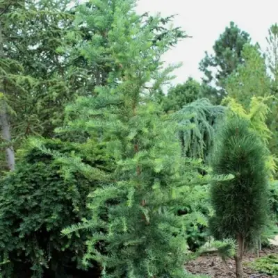 Лиственница КЕМПФЕРА в Солигорске