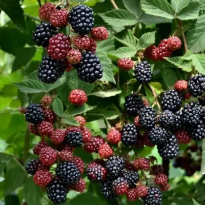 Ежевика РУБЕН ремонтантная  в Солигорске