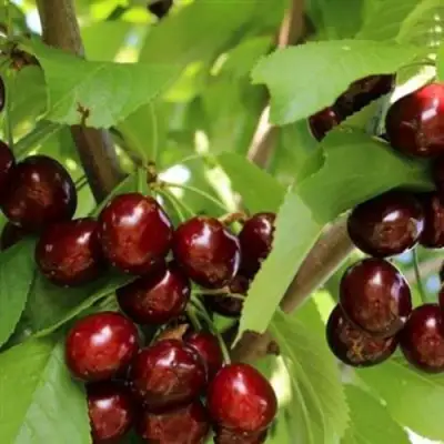 Черешня ИПУТЬ в Солигорске