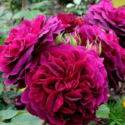 Роза МАНСТЕД ВУД английская в Солигорске