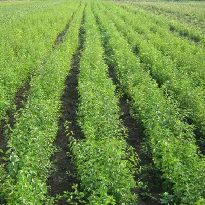 Подвой сливы ДИКАЯ АЛЫЧА в Солигорске