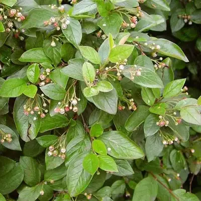 Кизильник блестящий в Солигорске