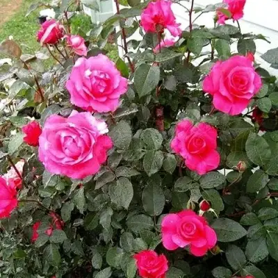 Роза МАЛИНОВЫЙ ЗВОН чайно-гибридная в Солигорске