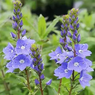 Вероника РОЯЛ БЛЮ большая в Солигорске