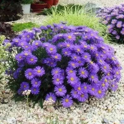 Астра ЛЕДИ ИН БЛЮ в Солигорске