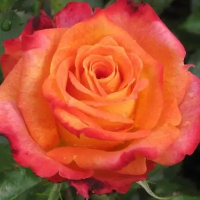 Роза ВАУ чайно-гибридная в Солигорске