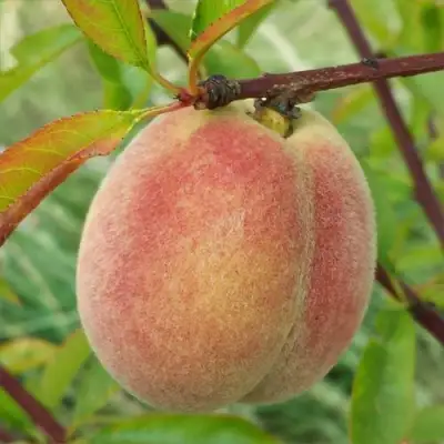 Персик ЕЛГАВСКИЙ в Солигорске